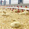 Автоматическая линия поения цыплят Полное оборудование для питья для системы водоснабжения птицефабрик 