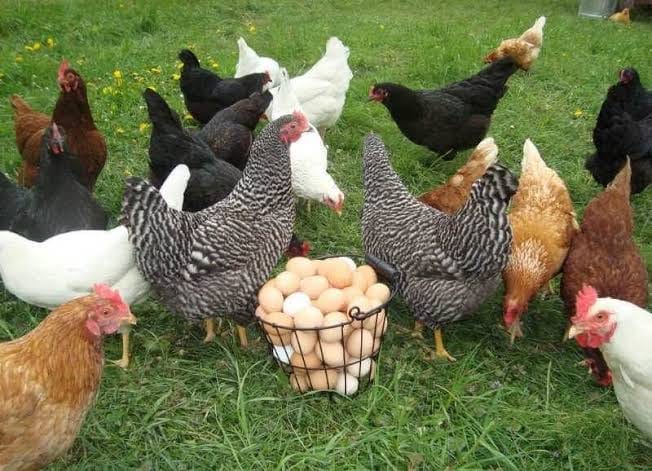 Как снизить затраты на выращивание кур?